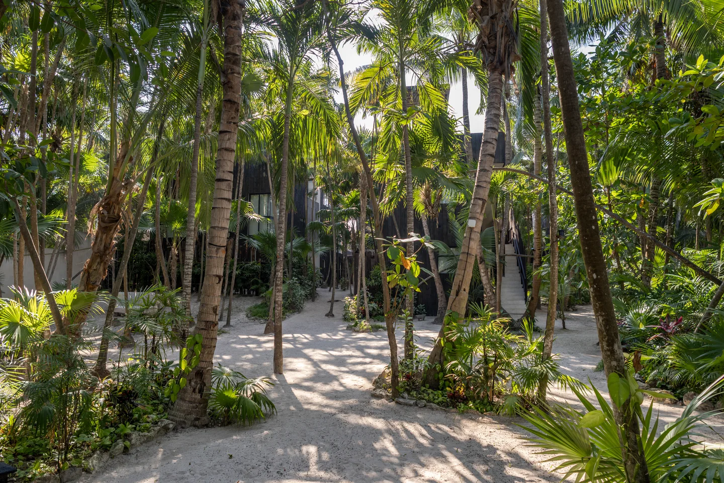 A tropical garden with tall palm trees and a black building.